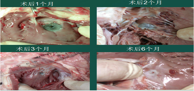 香港新版挂牌之全篇